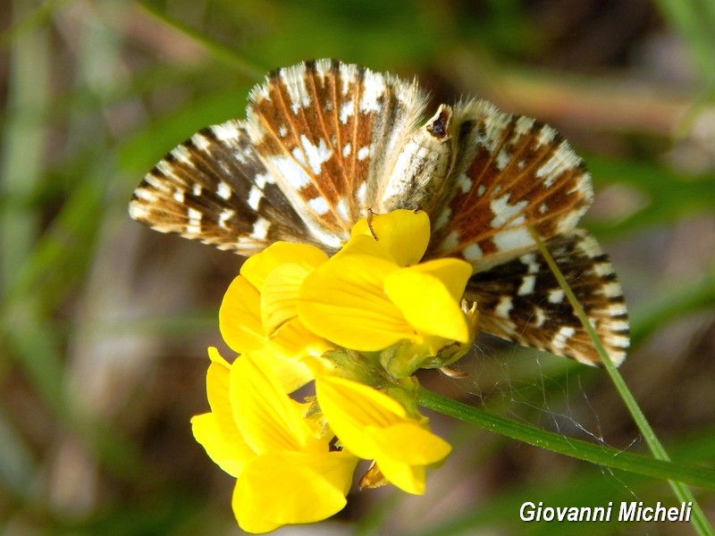 Pyrgus malvoides